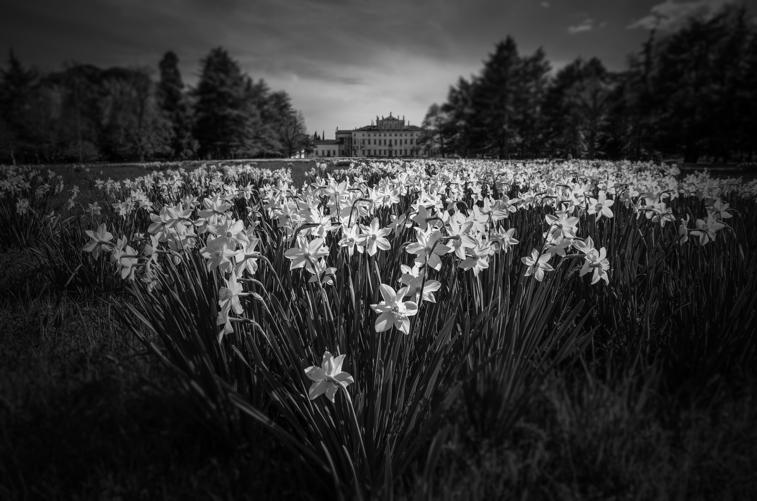 The Garden of Narcissi