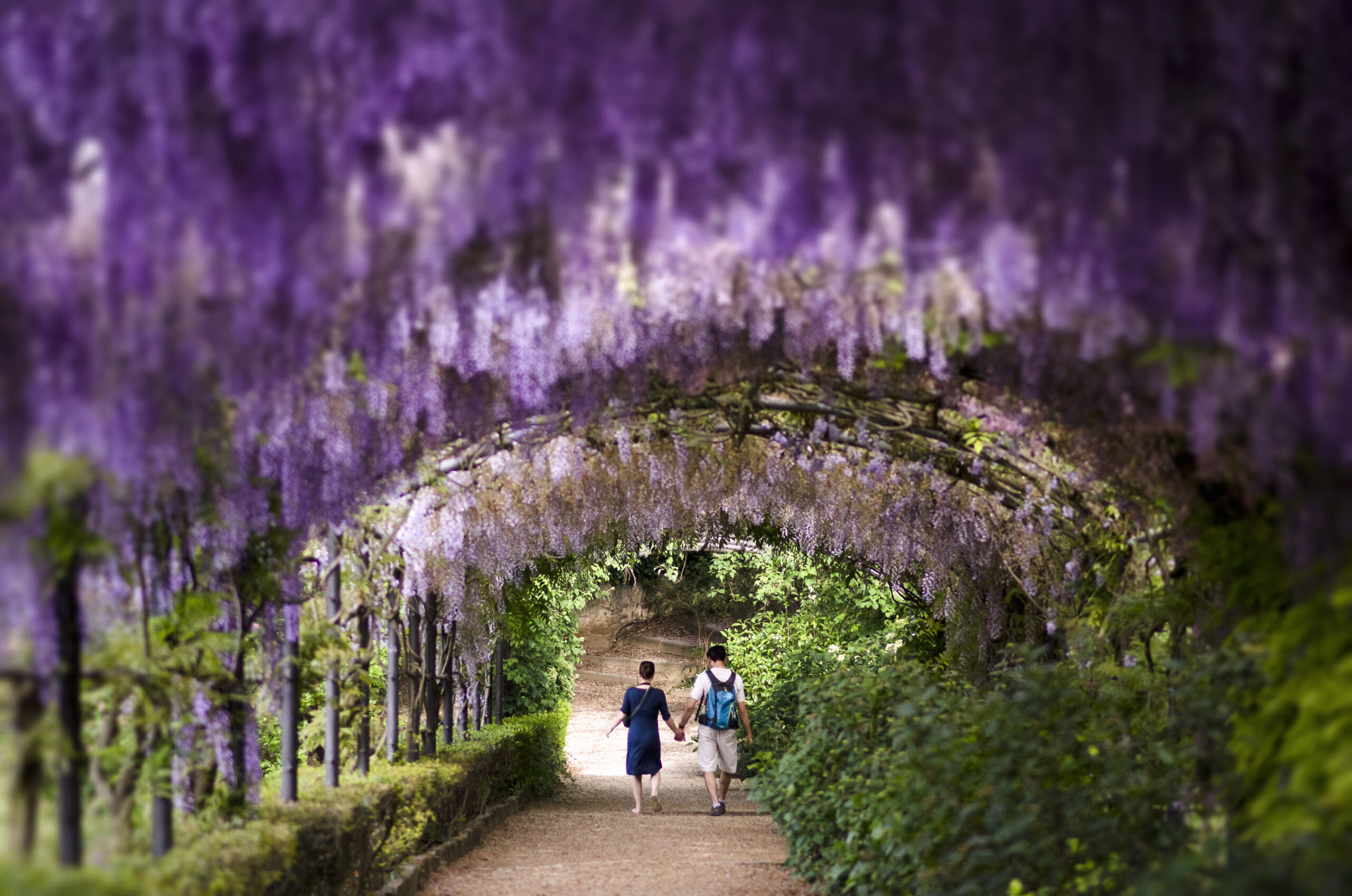 Under the Wisteria